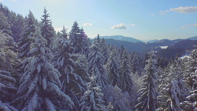 在一个阳光明媚的冬日里，白雪覆盖的森林视频素材