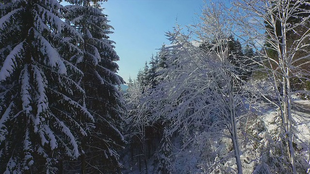 天线:阳光充足的冬天多雪的大自然视频素材