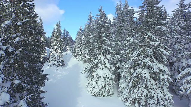 在冬天的森林里，跟随雪地里的足迹视频素材