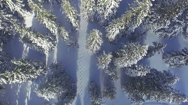 航拍图:新雪中的脚步声穿过冬天的森林视频素材