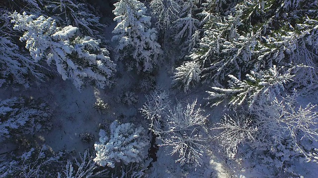 空中摄影:在山区冬季森林上空飞行视频素材