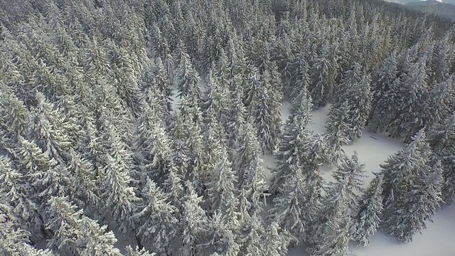 空中摄影:在雪山里冬天的森林上空飞行视频素材