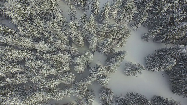 天线:冬天的雪松林视频素材