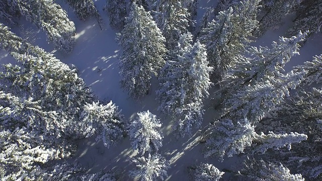 天线:冰雪覆盖的冬季森林视频素材