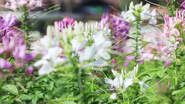 紫粉蜘蛛花在微风中飘舞视频素材