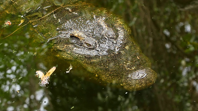 Croccodile潜水视频素材