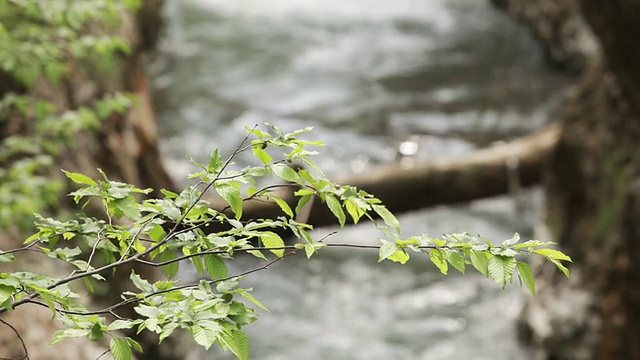 峡谷中的小溪视频素材