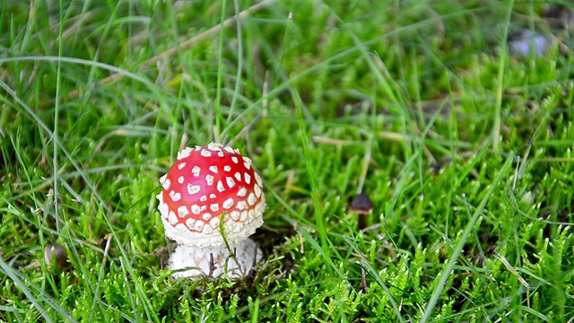 梦幻仙子尾巴蘑菇魔术吹在微风中对着绿色的背景草，平移拍摄视频素材