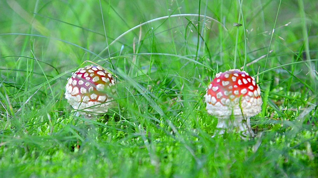 神奇的童话尾巴真菌魔术蘑菇在微风中吹在绿色的背景草视频素材