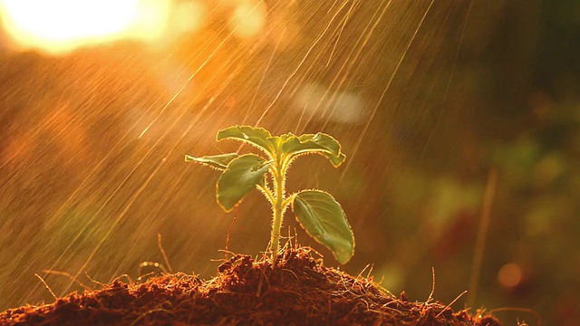 植树在日落时发芽。视频素材