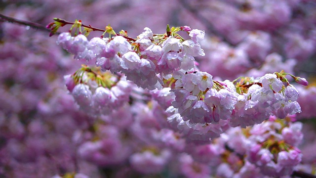 春天鲜花盛开视频素材