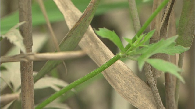 野花的特写视频素材