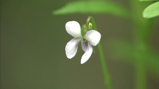 野花的特写视频素材