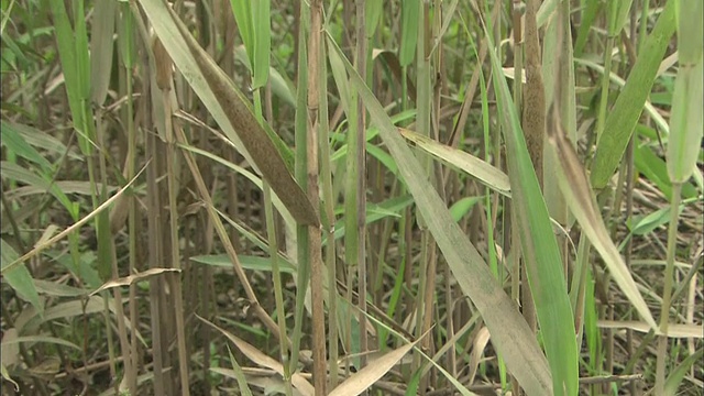 日本Watarase迟缓盆地的芦苇床视频素材