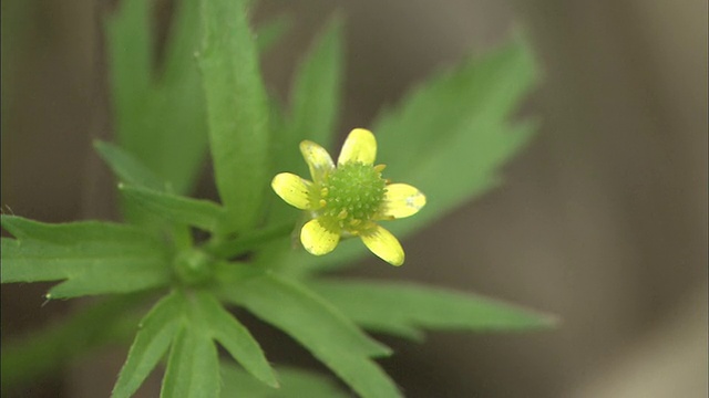 野花的特写视频素材