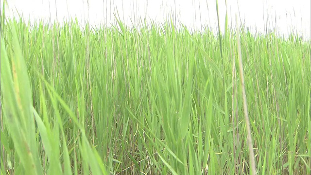 日本Watarase迟缓盆地的芦苇床视频素材