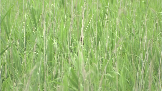 日本沼泽莺视频素材