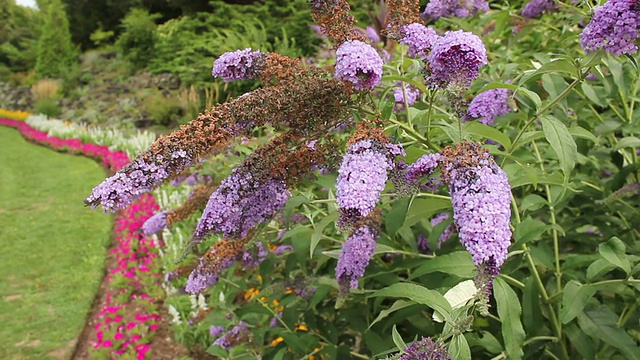 蜜蜂授粉视频素材