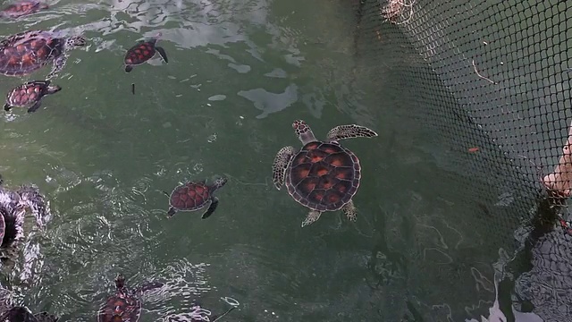 在泰国南部普拉通岛保护区游泳的绿海龟视频素材