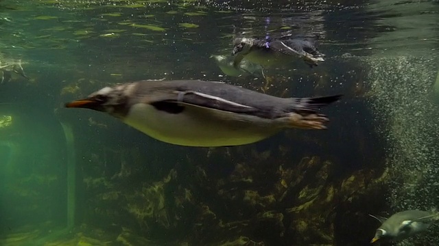 热那亚水族馆，企鹅在水下游泳视频素材