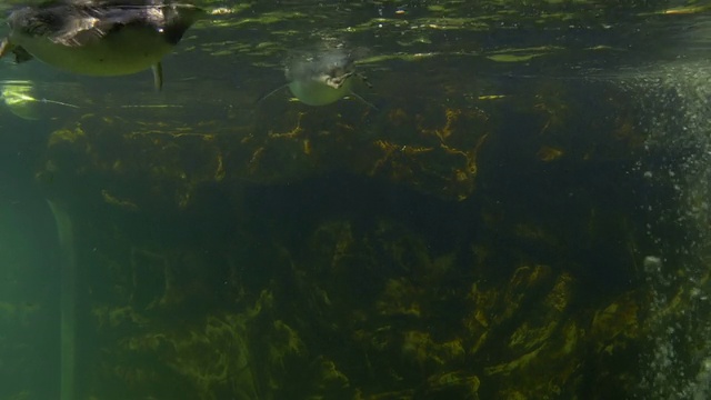 热那亚水族馆，企鹅在水下游泳视频素材