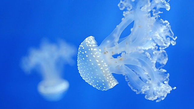 热那亚水族馆，水母视频素材