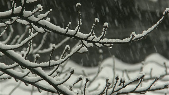 雪花落在树枝上视频素材