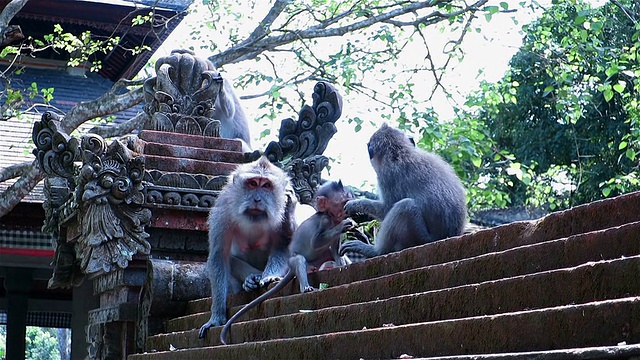 猴子们在寺庙的石雕篱笆上抓、吃、爬、坐视频素材