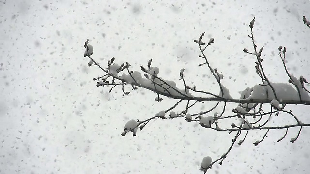 1月雪风暴视频素材