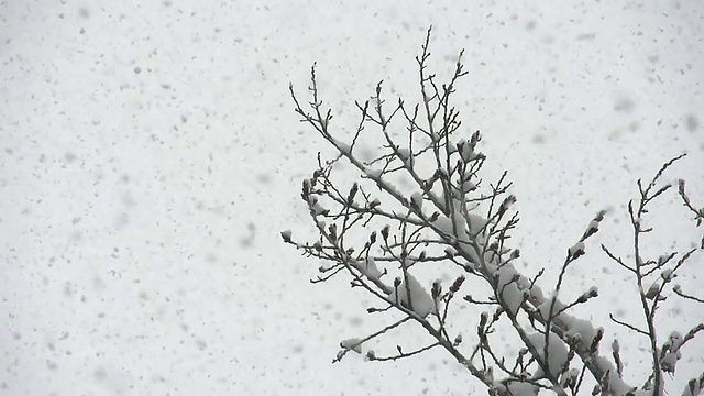 雪升向天空视频素材