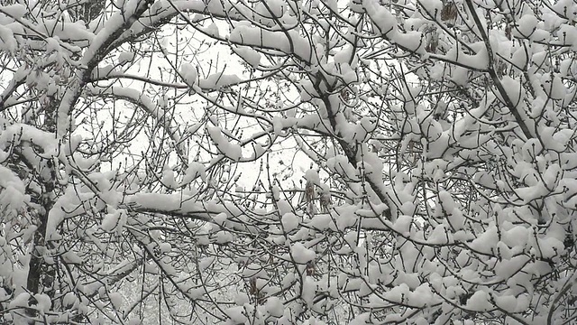 森林里下雪了视频素材