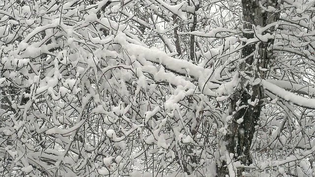 冬季森林与雪视频素材