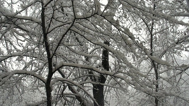 降雪后的冬季森林视频素材