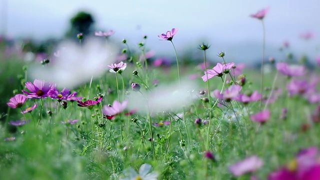 宇宙的花视频素材