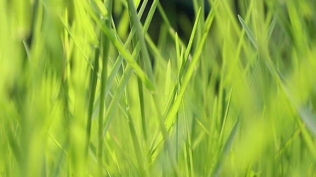 新鲜的草地上，多莉射击视频素材