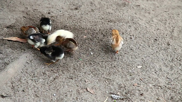 婴儿鸡喂养视频素材