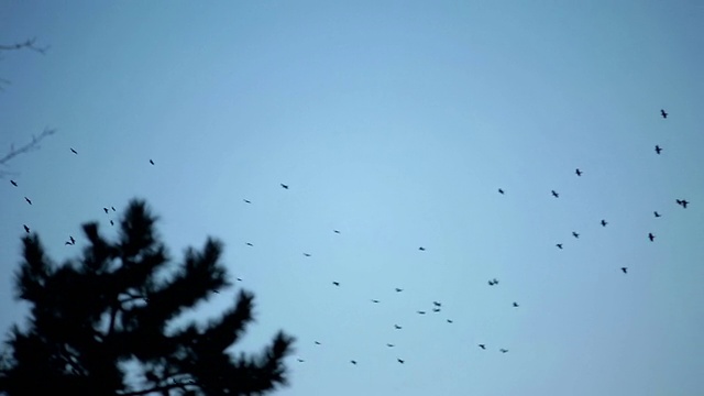 巨大的乌鸦群盘旋在天空中视频素材