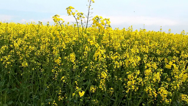 油菜籽作物——油菜籽在春天开花视频素材