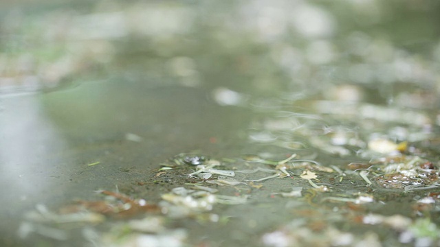 雨滴视频素材