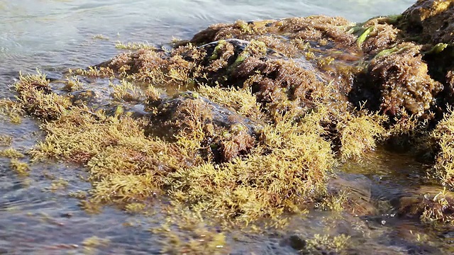 海藻在石头视频素材