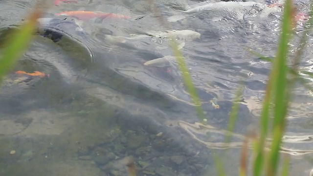 日本鲤鱼视频素材