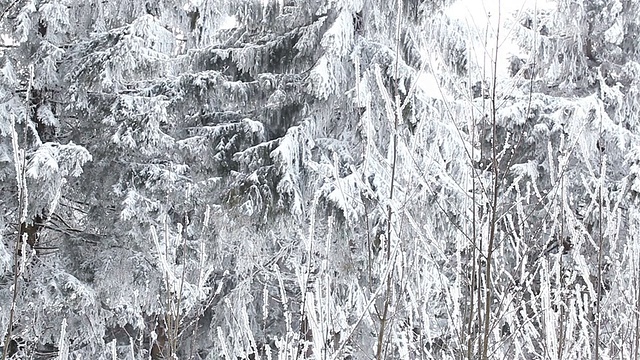 下雪的森林视频素材