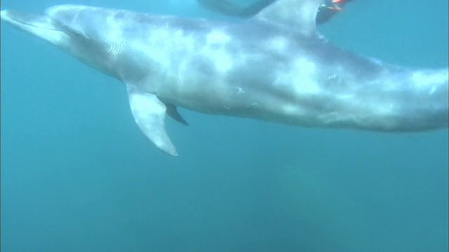 海豚在海洋视频素材