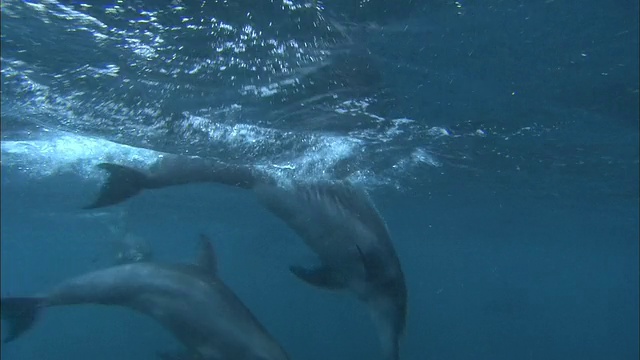 海豚在海洋视频素材