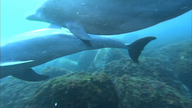 海豚在海洋视频素材