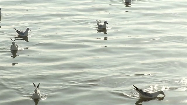 海鸥在海里，栏杆视频素材