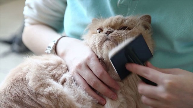 怀里抱着一只波斯猫的女人正在梳理她的毛视频素材