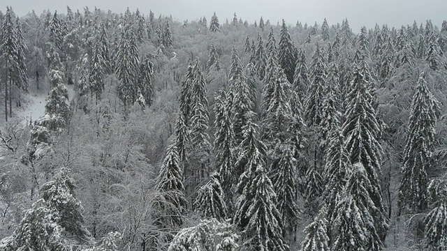 空中高清:野外雪域森林的正面视图视频素材