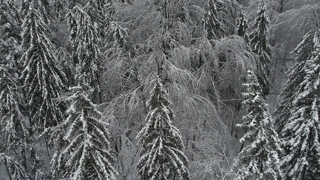 空中高清:野外雪域森林的后视图视频素材