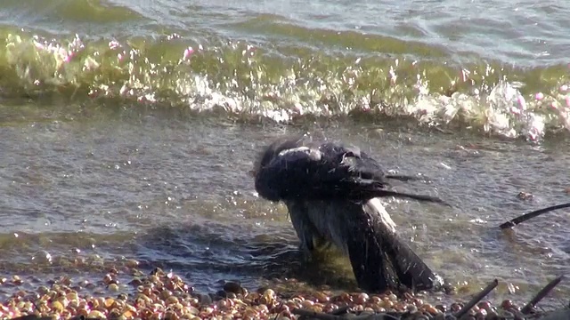 鸟戴帽的乌鸦(Corvus corone)海浴在海滩上洗澡视频素材